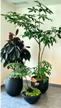 余姚租花木千套方案价格-江北花卉出租服务-北仑花木租摆经营-奉化绿植租赁合同法律效力